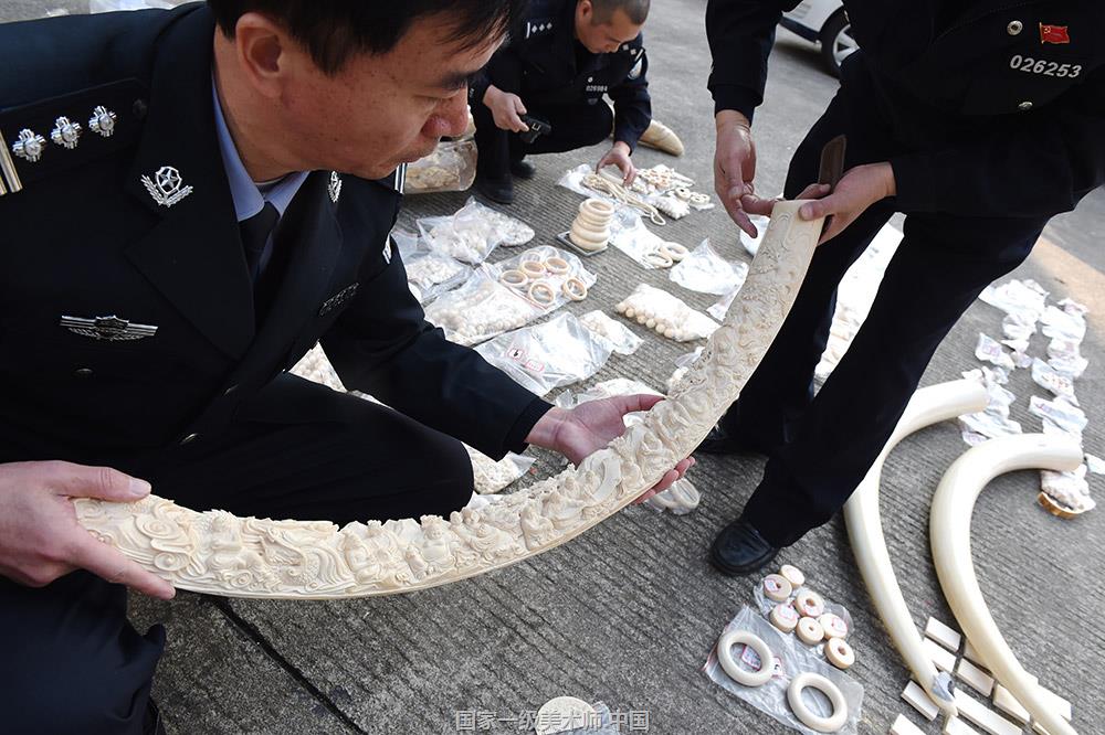 福建森林公安机关在全省范围内开展“2017利剑行动”,专项打击破坏森林和野生动植物资源的违法犯罪行为